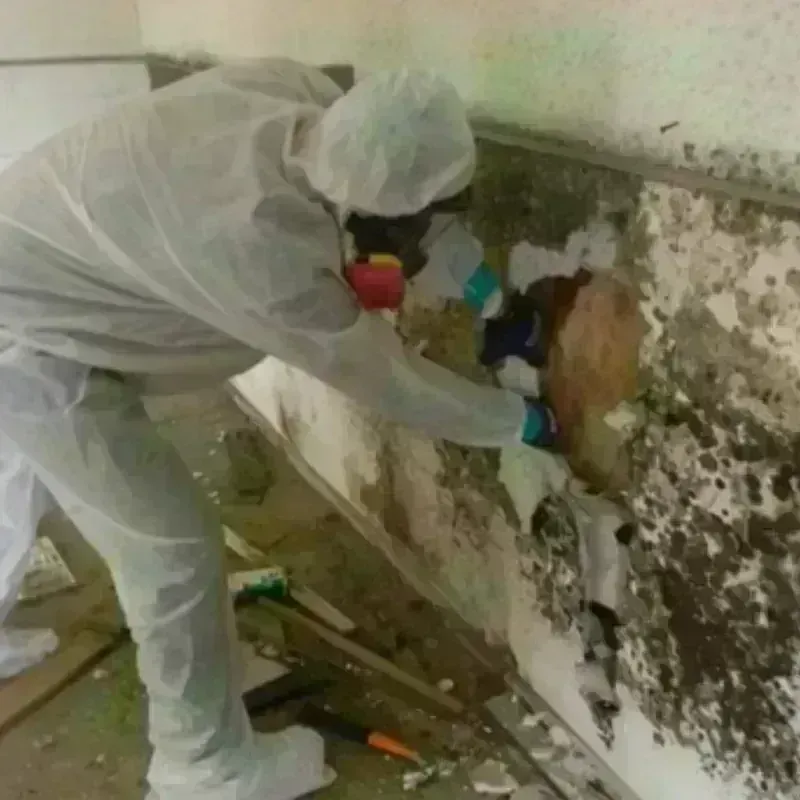 Mold Remediation and Removal in Pettis County, MO